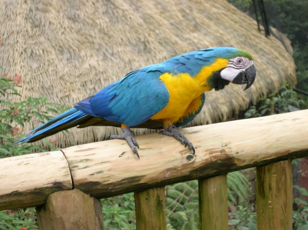Ferien Costa Rica erleben – Ara im tropischen Regenwald während einer Rundreise
