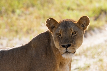 Reise Südafrika mit Safari-Erlebnis und beeindruckender Tierwelt