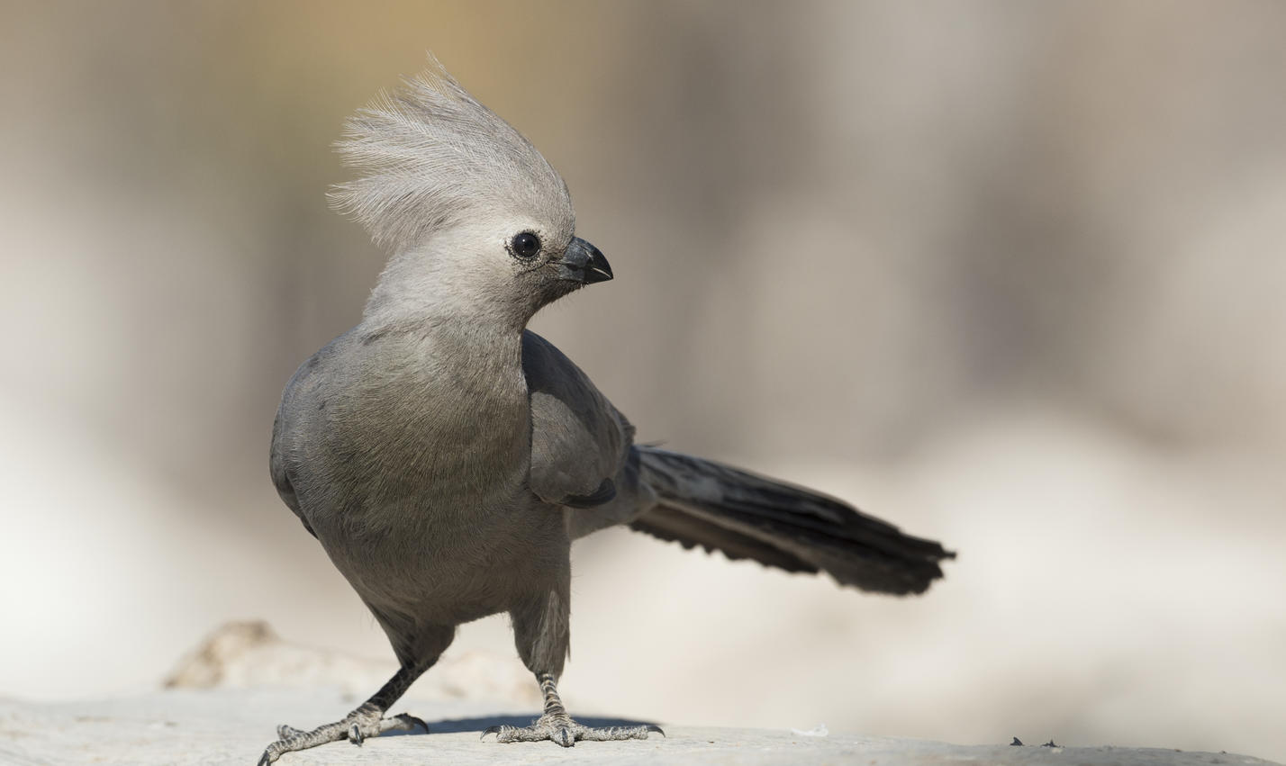 Rundreise Namibia mit faszinierender Tierwelt in der Wüste